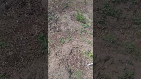 Своими руками обработка препарат 30 Д сад 2020год