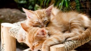 【No Ads】Beware of addiction! Hypnotic music, let you fall asleep in 20 minutes ?Cat relaxation musi