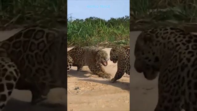 Ягуар vs Ягуар / борьба за территорию смотреть онлайн