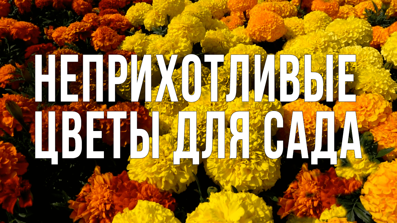 Неприхотливые цветы для сада. Лучшие однолетники. Обзор сортов бархатцев Антигуа.