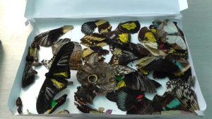 Картины из сухоцветов. Японская ошибана. Новый вид творчества – флористическая живопись