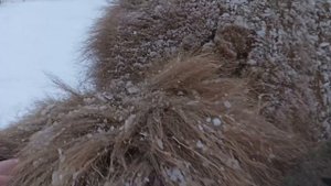представитель последних диких быков в Европе - Зубр.