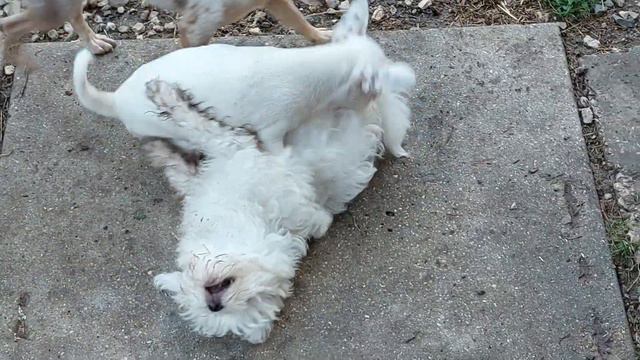 гуляем после дождя, прощаемся с Живанши и Зинмундом все наши собаки питомник чихуахуа Кастропуло смотреть онлайн