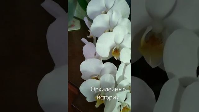 орхидея Лондон #орхидеи #фаленопсис #обзорорхидей