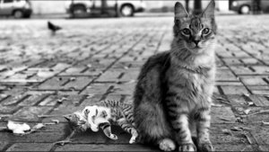 Рядом с кошкой на асфальте лежал котёнок. Она просила помочь, но люди проходили мимо