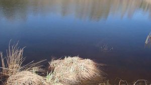 Ориентирование. На лесном озере