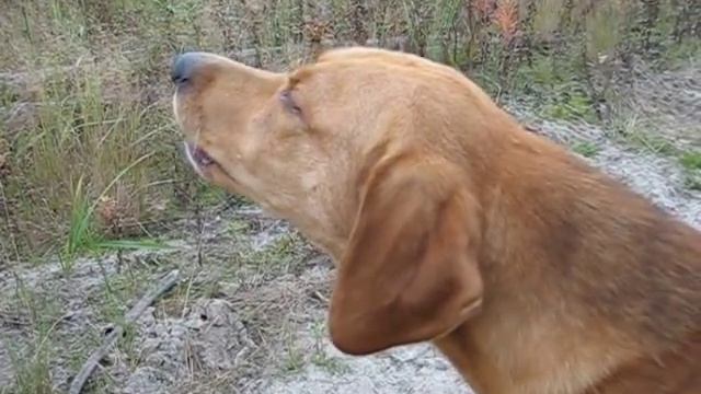 ОХОТА С ГОНЧИМИ. 2011г. КРАСНОВИШЕРСК. ПЕСНЯ. смотреть онлайн