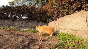 公園で子猫の野良猫を見掛けたので近づいてみたら