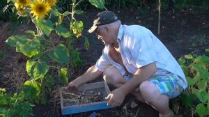 Яровой чеснок. Уборка чеснока