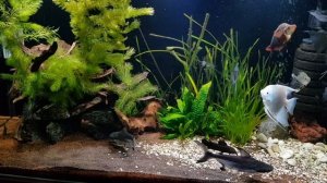 Пангасиусы высокоплавничные (Pangasius sanitwongsei). Акулий сом.