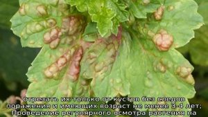 Махровость черной смородины: что делать