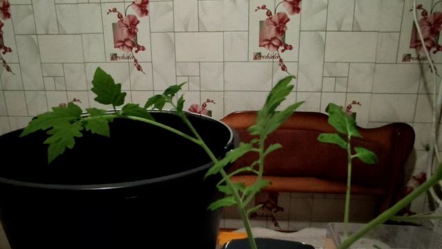 САЖАЮ ПОМИДОРЫ ДОМА. БАЛКОННЫЕ СОРТА. ПОЦЕЛУЙ ГЕРАНИ И ЧЁРНАЯ ВИШЕНКА. смотреть онлайн