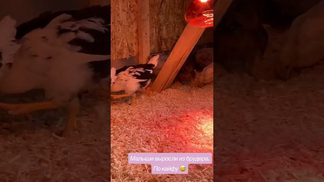 Мы выросли ! 🐣