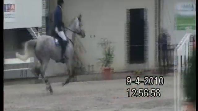 Heiniger-Pferde 6j. Stute Holland von Odermus смотреть онлайн