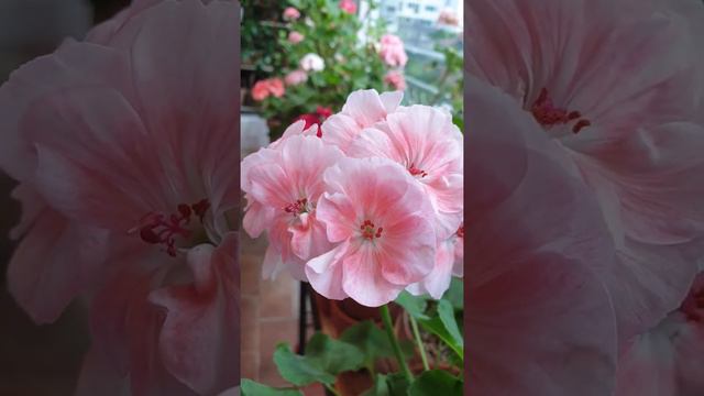 133. 세몬 프린세스 제라늄 Salmon Princess Geranium смотреть онлайн