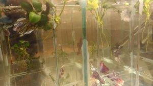 Аквариум для начинающих  Петушки  Ответы на главные вопросы Продолжение