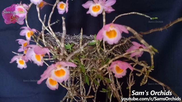 Orchid reblooming Dendrobium loddigesii 2021 and the mistake смотреть онлайн