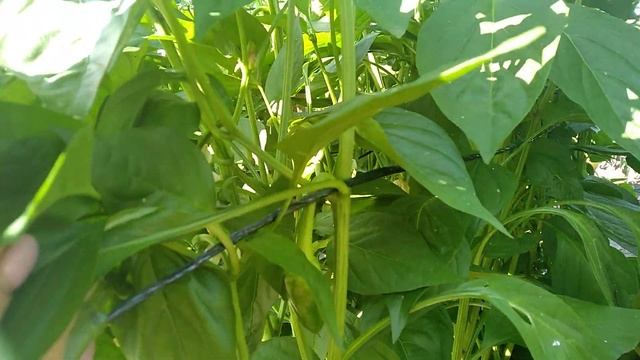 Перец Портеко - 18 июля смотреть онлайн