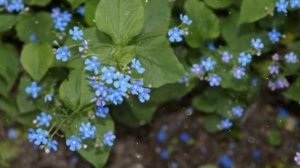Бруннера – Выращивание и уход