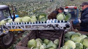 Уборка капусты транспортером НОУТ-61 (Ярославская область)