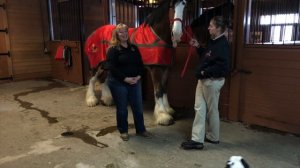 RV Living | CLYDESDALES | Behind the Scenes with the ANHEUSER BUSCH CLYDESDALES