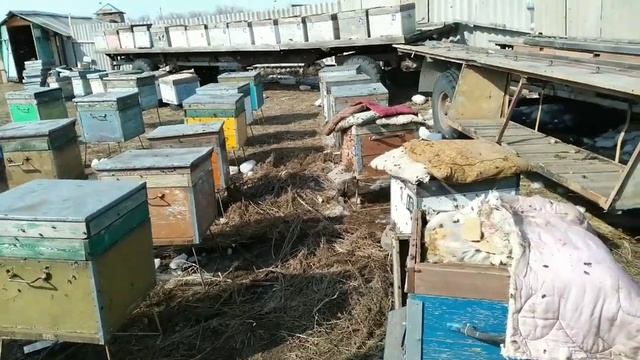 Вынос пчёл из зимовника (омшанника). смотреть онлайн