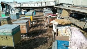 Вынос пчёл из зимовника (омшанника).