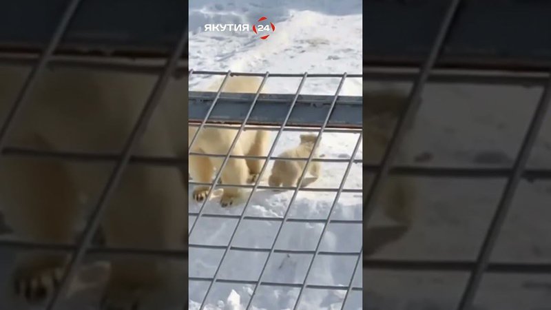 Белые медвежата впервые вышли на свет в «Орто Дойду»/Polar bear cubs go outdoors for the first time
