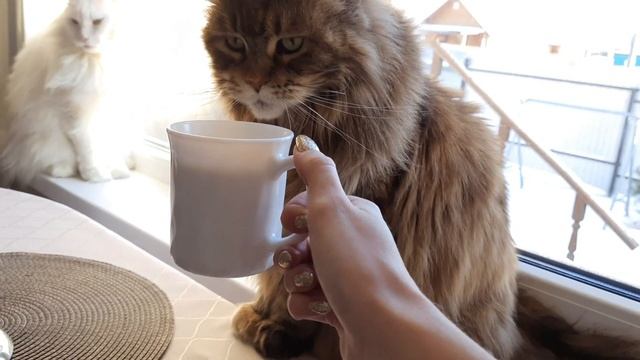 Жизнь с 4мя мейн-кунами // уборка в кошко-доме смотреть онлайн