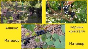 @Какой виноград посадить. Сравнение сортов и форм винограда. В. 9