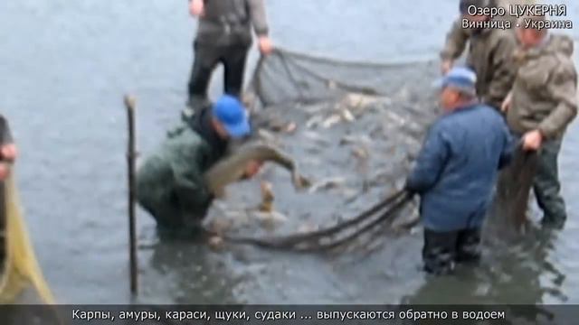 Отлов толстолоба на Цукерне • Карпов выпускаем назад! смотреть онлайн