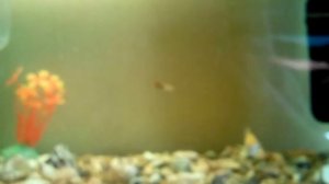 Своими руками, родильня для рыб