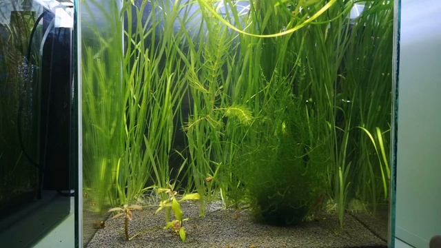 КРЕВЕТКИ ЧЕРРИ. СОДЕРЖАНИЕ В ДОМАШНИХ УСЛОВИЯХ. КРЕВЕТОЧНИК 30 ЛИТРОВ смотреть онлайн