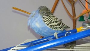 Где купить волнистого попугая./Сколько стоит попугай.