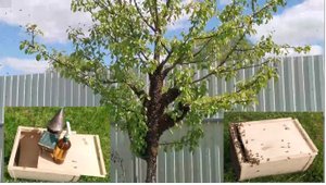 Вылетел рой пчел. Как правильно снять привившийся рой с дерева. Будни начинающего пчеловода.