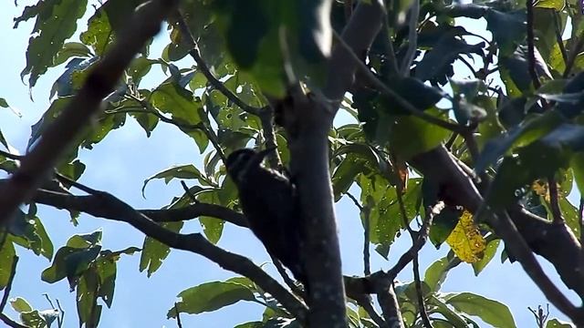 Picapauzinho-Verde-Carijó (Veniliornis spilogaster) смотреть онлайн