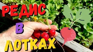 Результат эксперимента! Редис в яичных лотках!