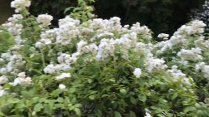 Bobby James Rose 🌹