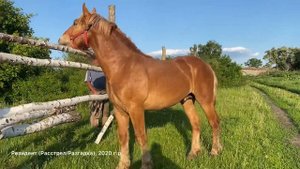 Советский тяжеловоз Резидент. ?? Советские тяжеловозы в России. ?
