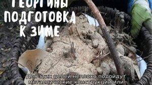 Уход за георгинами