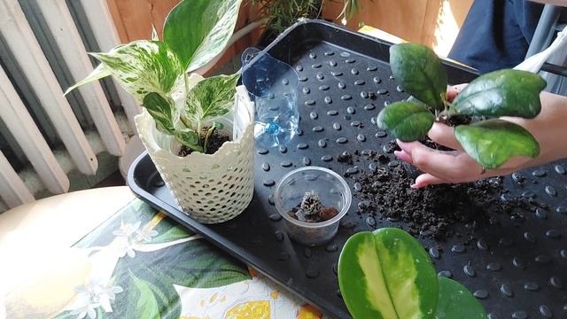 Новые хойи ??? обзор + пересадка ????!