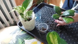 Новые хойи ??? обзор + пересадка ????!