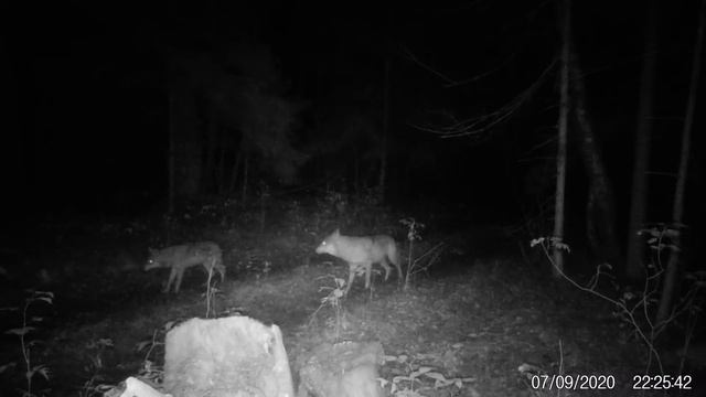 Стая волков, матёрый на фотоловушке смотреть онлайн