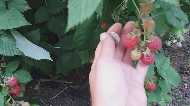 Малина Глен Ампл ( Глен Емпл , Glen Ample!!! МАЛИНА!!! Саженцы , малина сорт , малина описание...) смотреть онлайн