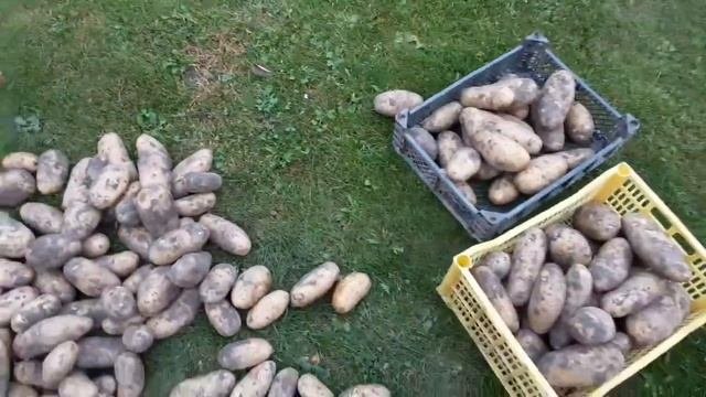 Урожай картошки Просто замечательный #картошка #огород
