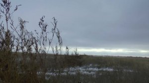 Охота  с видеокамерой  на лебедей, сотни голов на осеннем перелете.