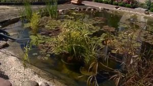Водоём в саду! Какие растения можно посадить, как зимуют водные растения!