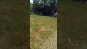 Шри-Ланка, дорога на пляж отеля Anantara Kalutara Resort