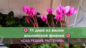 11 дней из жизни альпийской фиалки (европейского цикламена)