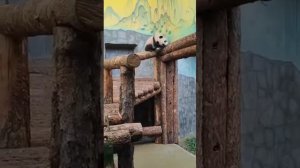 Панда Катюша канатоходка
